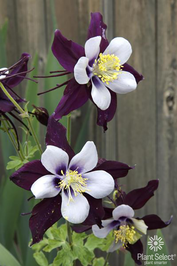 Remembrance Columbine, Aquilegia Swan Violet White, Plant Select