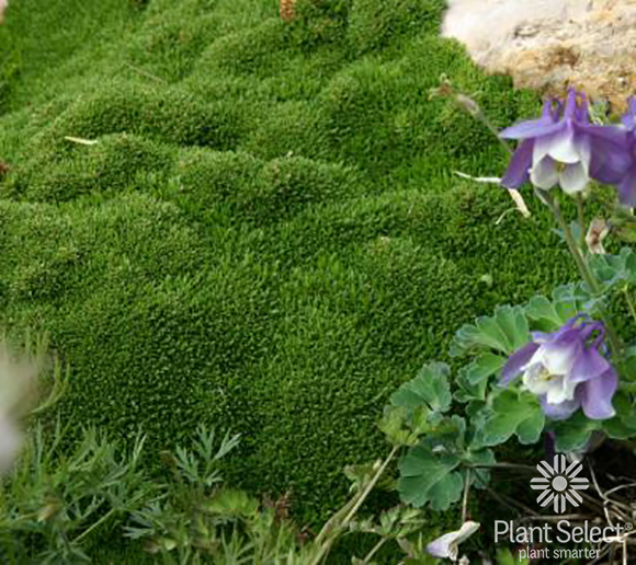 Desert moss, Arenaria Wallowa Mountain Plant Select