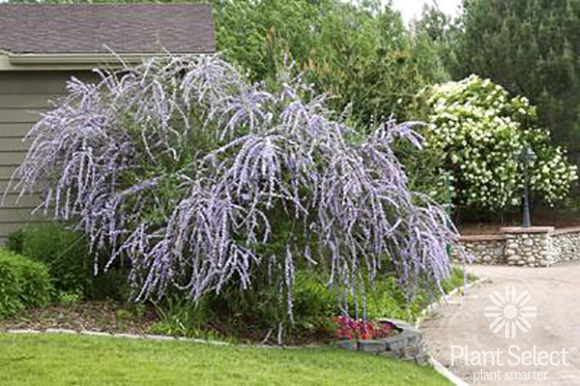 Silver Fountain butterfly bush, Buddleia alternifolia Argentea Plant Select