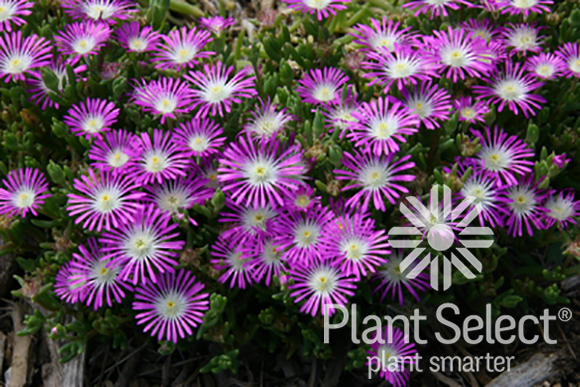 Starburst hardy ice plant, Delosperma floribundum, Plant Select