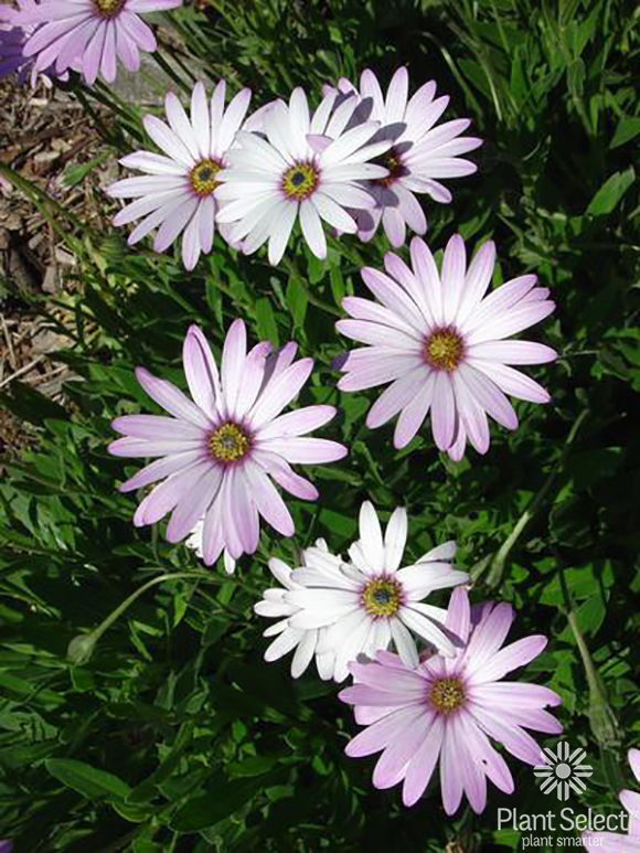 Lavender Mist sun daisy, Osteospermum  \'P006S\', Plant Select
