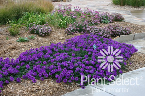 Valley Lavender, Verbena bipinnatifida, Plant Select