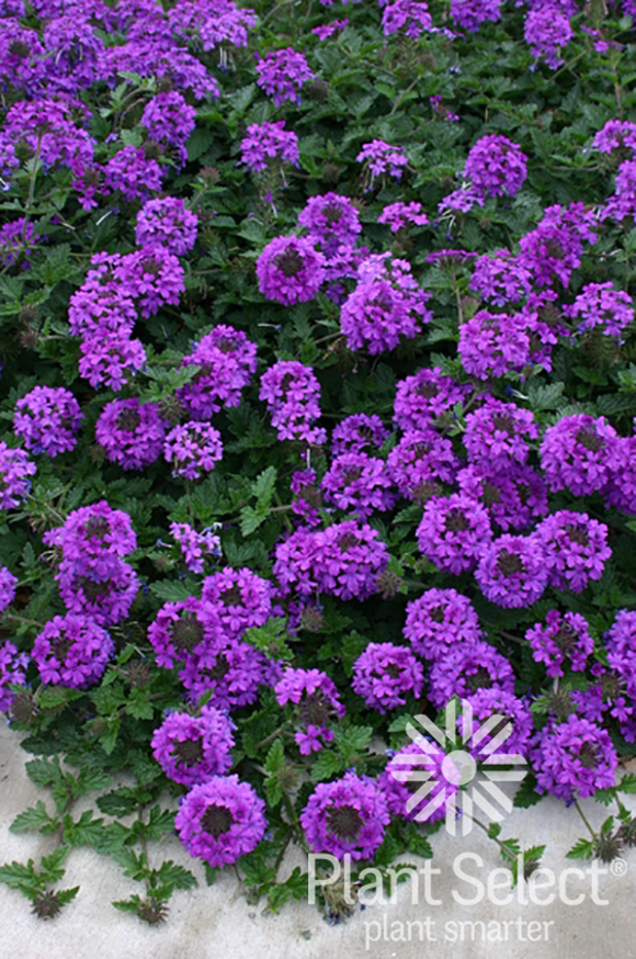 Valley Lavender, Verbena bipinnatifida, Plant Select