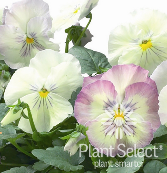 Northern Lights pansy, Viola  x wittrockiana \'Northern Lights\', Plant Select