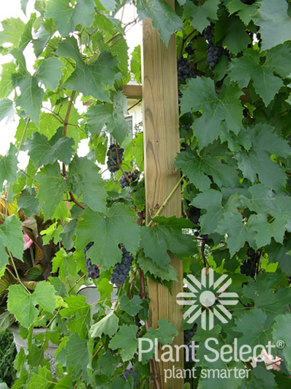 St Theresa Seedless grape, Vitis x \'St. Theresa Seedless\', Plant Select