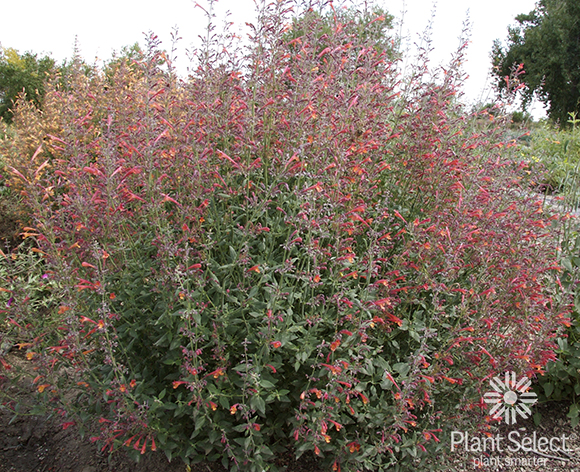 Coronado Red hyssop, Agastache Pstessene, Plant Select
