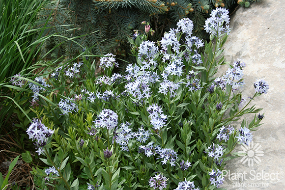Colorado desert blue star, Amsonia jonesii Plant Select