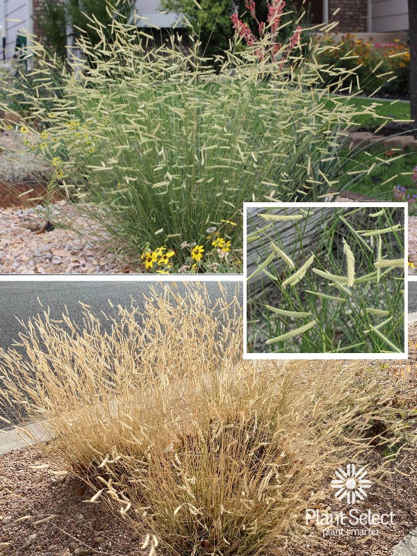 Bouteloua gracilis \'Blonde Ambition\' | Blond Ambition blue grama grass in summer and winter | Plant Select
