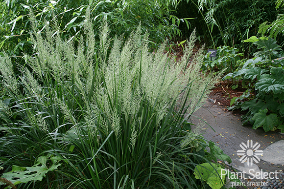 Korean feather read grass, Calamagrostis brachytricha Plant Select