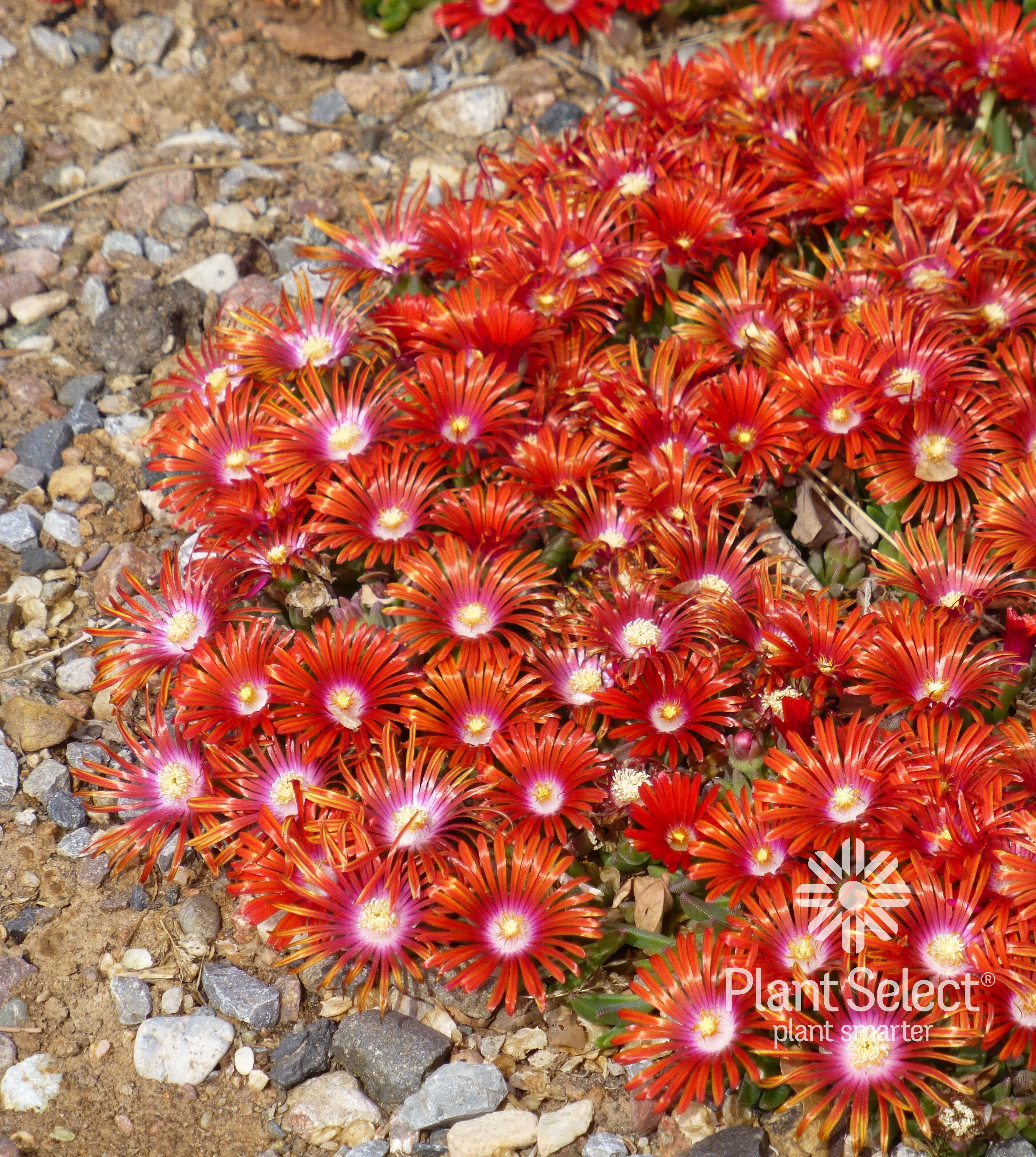 Delosperma Red Mountain Flame ice plant Plant Select