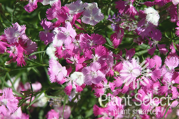 First Love dianthus, Plant Select