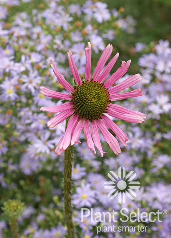 Tennessee purple coneflower, Echinacea tennesseensis, Plant Select