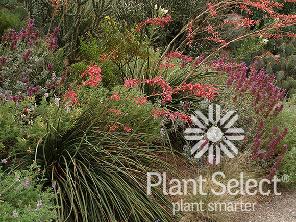Hesperaloe parviflora, Red yucca, Plant Select