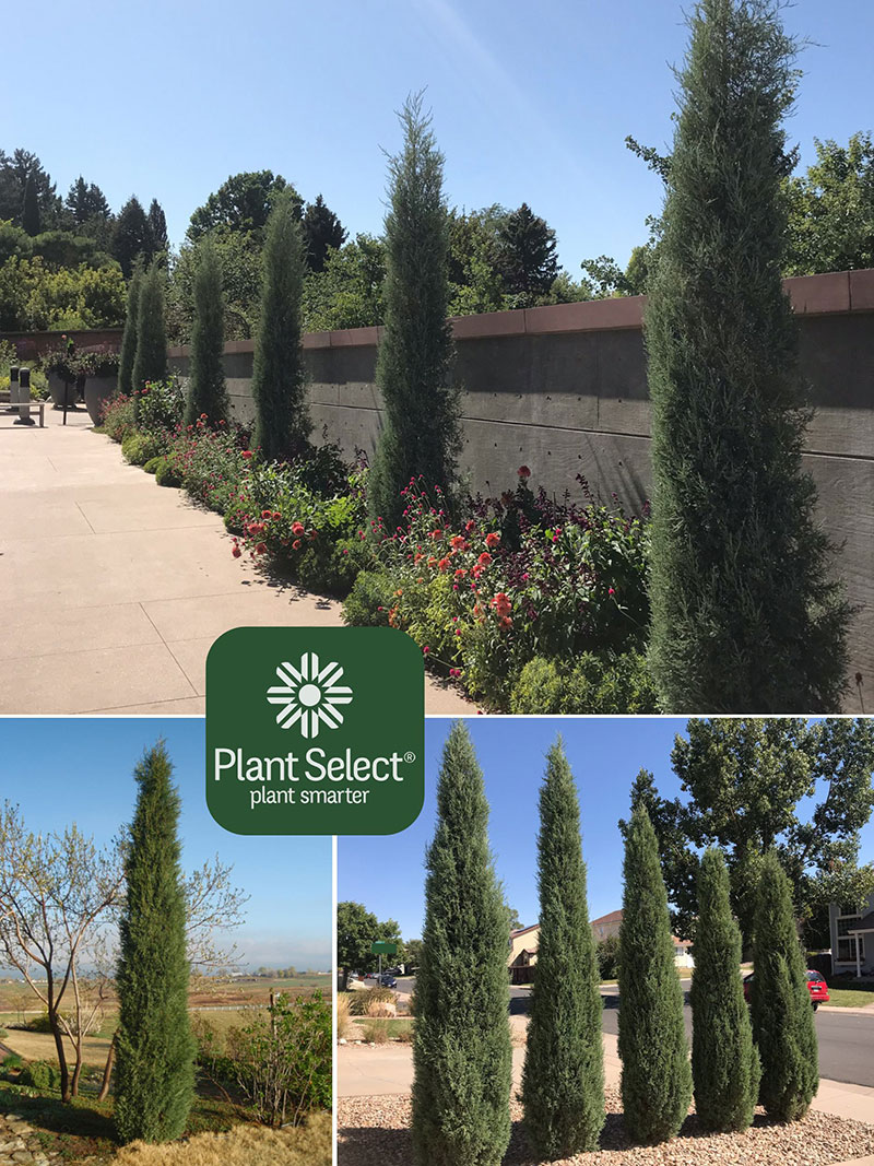 Woodward columnar juniper, Juniperus scopulorum \'Woodward\', Plant Select, native selection of Rocky Mountain juniper