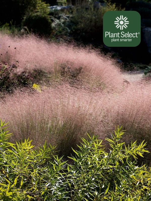 Muhlenbergia reverchonii PUND01S | UNDAUNTED ruby muhly grass | Plant Select