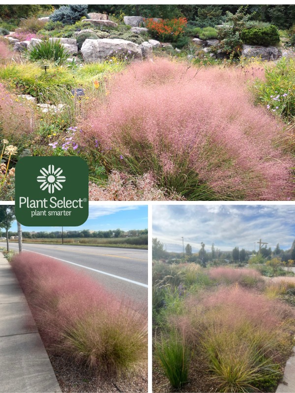 Pink ornamental grass | UNDAUNTED ruby muhly grass | Plant Select | Muhlenbergia reverchonii \'PUND01S\'