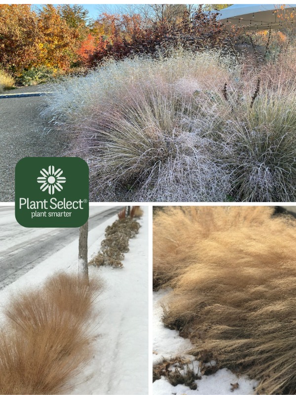 UNDAUNTED ruby muhly grass in the winter