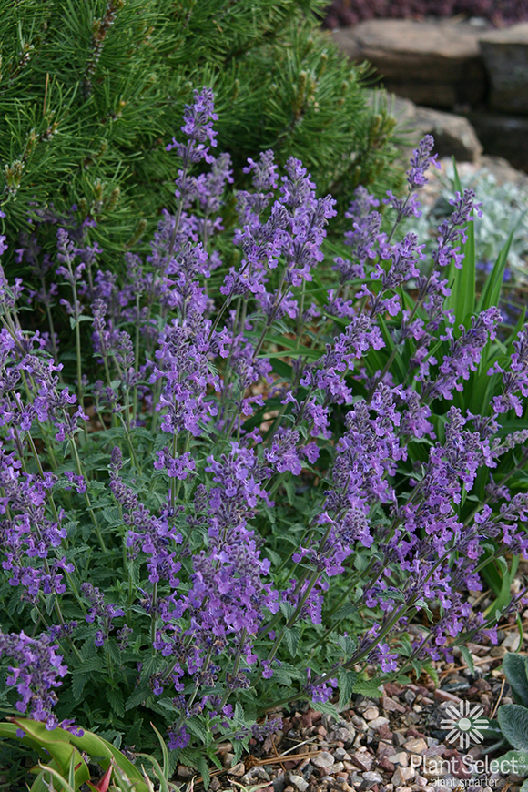 Little Trudy catmint, Nepeta ‘Psfike\' PP 18,904, Plant Select