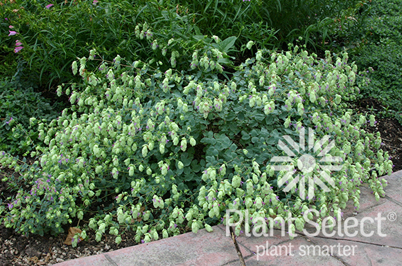 Hopflower oregano, Origanum libanoticum, Plant Select