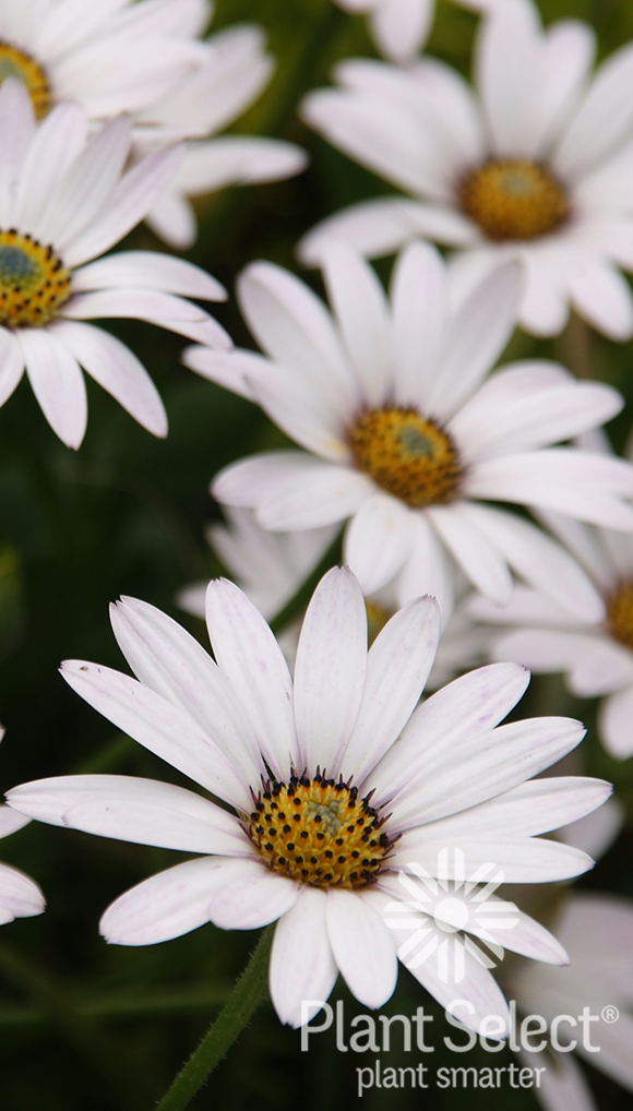 Avalanche white sun daisy, Osteospermum PP 22,705, Plant Select