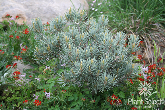 Pinus monophylla Blue Jazz pinyon pine Blue Jazz pinon pine Plant Select