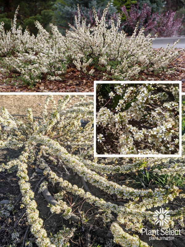 PAWNEE BUTTES Sand Cherry | White flowering shrub in spring | Plant Select