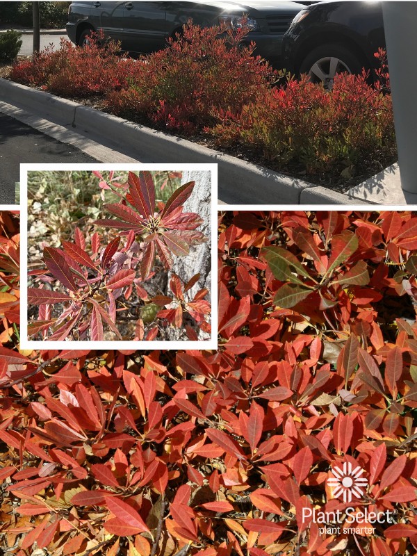 Prunus besseyi | Red shrub in fall | Plant Select