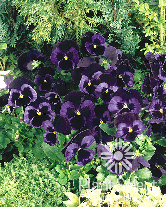 Blue Velvet pansy, Viola x wittrockiana, Plant Select