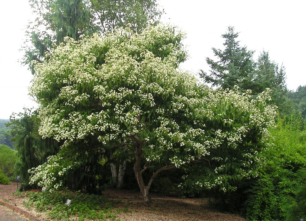 Heptacodium miconioides Seven-son flower Plant Select