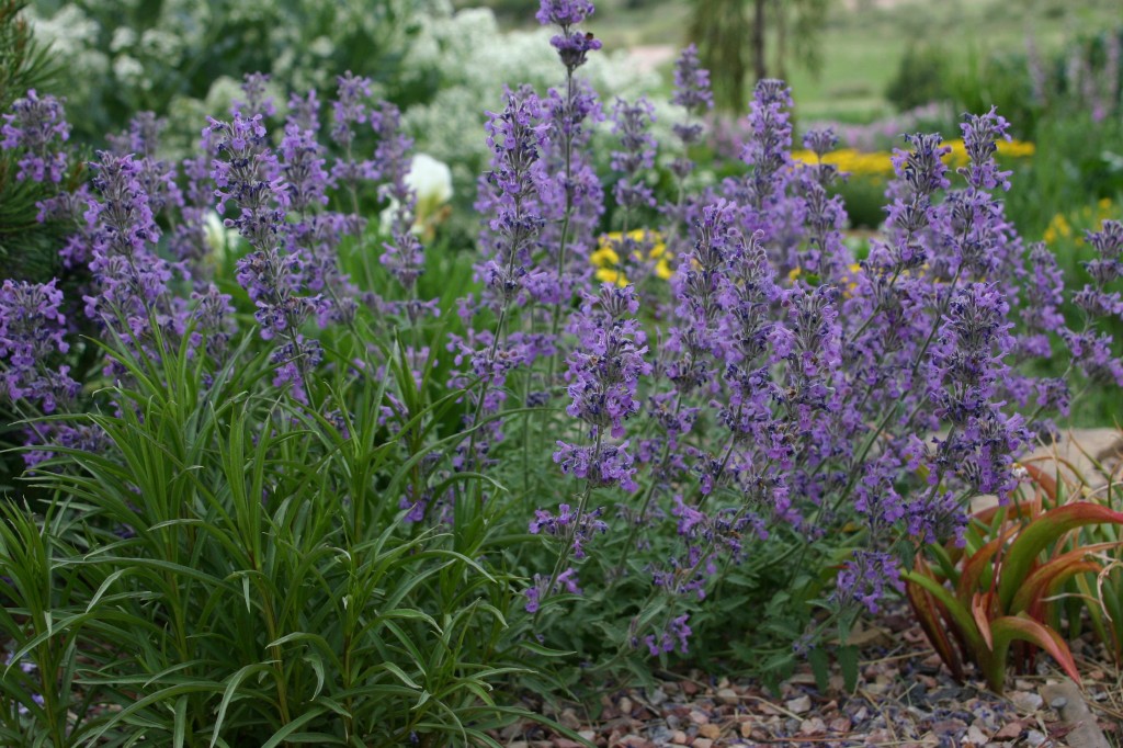 Nepeta Psfike catmint Plant Select