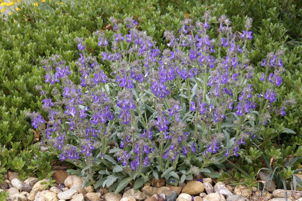 Salvia daghestanica Plant Select