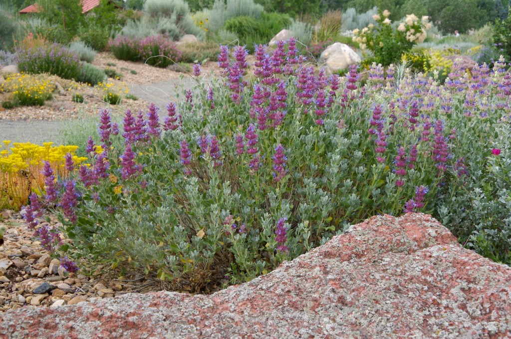 Salvia pachyphylla Mojave Sage Plant Select