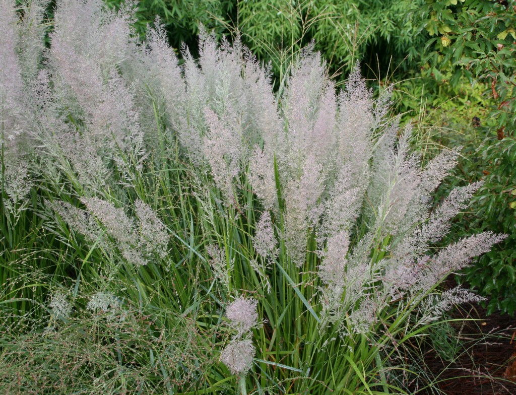 Calamagrostis brachytricha Korean feather reed grass Plant Select