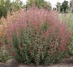 Agastache 'Pstessene' 2 David Winger