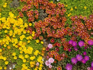 Table Mountain Fire Spinner and Lavender Ice Delosperma Plant Select