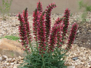 Echium amoenum 1 Bill Adams