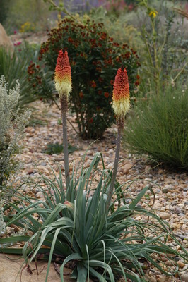 Kniphofia caulescens Regal Torchlily Plant Select