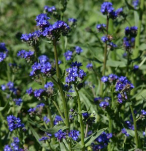 Anchusa capensis Summer forget me not Plant Select