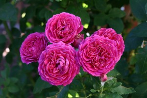 Rosa Ruby Voodoo Plant Select