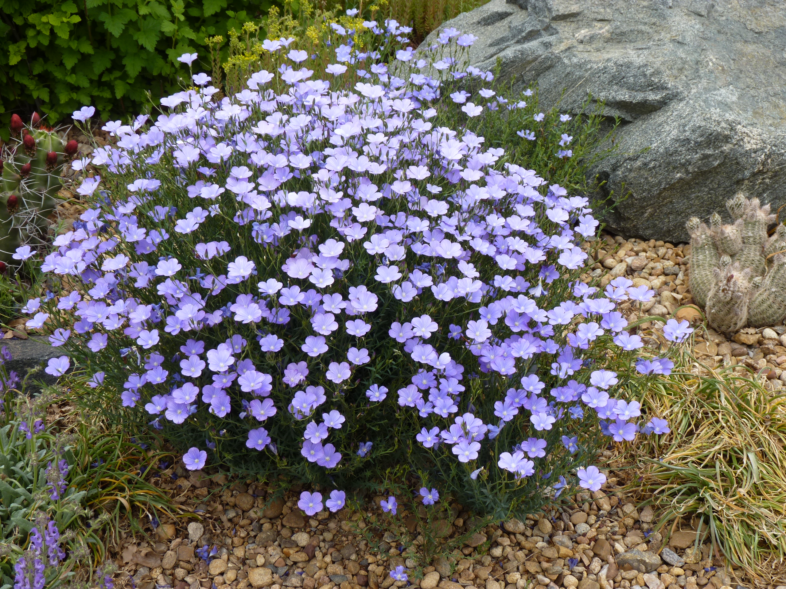 Summertime blues- Narbonne blue flax | Plant Select