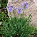 Dwarf Beach-Head Iris, Iris hookeri, I. setosa ssp. canadensis, Plant Select