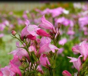 Penstemon x mexicali Carolyn's Hope Plant Select 