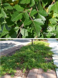 Autumn Amber sumac | Low-growing sumac | Plant Select