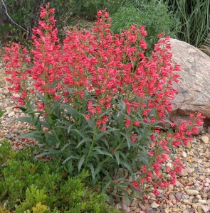Penstemon Coral Baby Plant Select