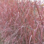 Andropogon gerardii WIndwalker big bluestem