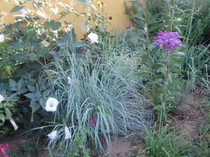 Windwalker big bluestem, Andropogon gerardii 'PWIN01S'