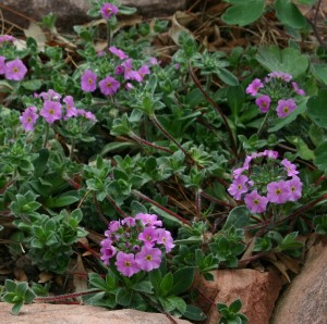 silky rock jasmine, androsace sarmentosa 'Chumbyi'