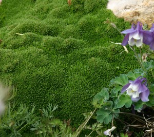 desert moss, Arenaria 'Wallowa Mountains'