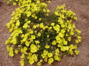 Calylophus serrulatus 'Prairie Lode'-Bill.Adams