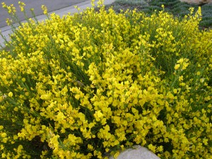 Cytisus purgans-David.Staats